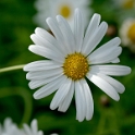 Blume_DDD7051_Bildgröße ändern